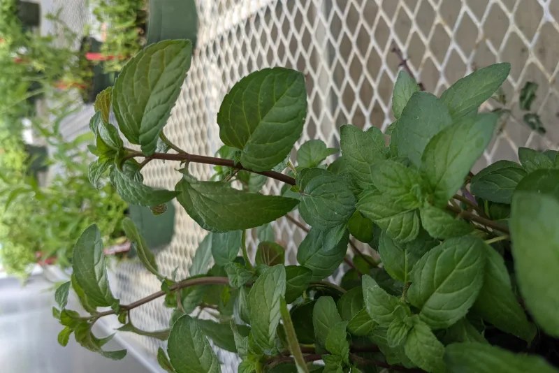 Peppermint plant with fresh green leaves, the source of peppermint essential oil