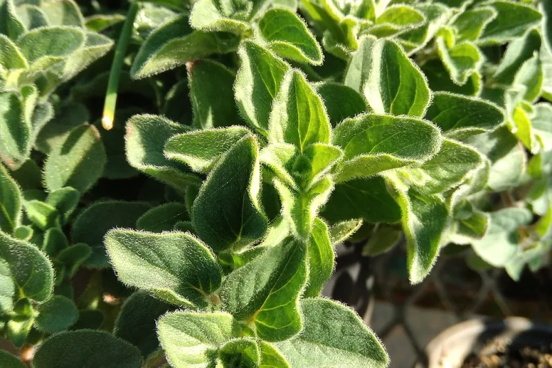 Small bottle of oregano oil next to a fresh sprig of oregano