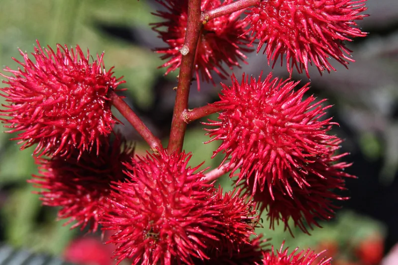 Red spiky castor seed capsules (Ricinus communis), the plant that castor oil is pressed from