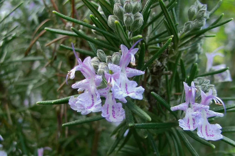 A small bottle of rosemary essential oil next to a fresh sprig of rosemary