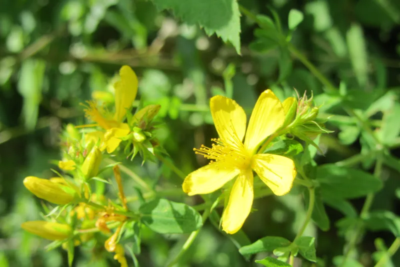 Yellow St. John's wort flowers (Hypericum perforatum) used to make red infused oil