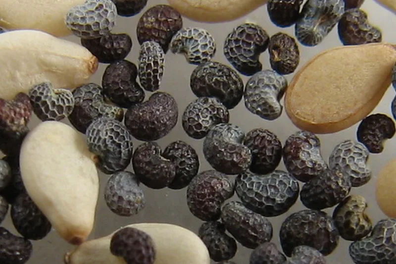 Sesame seeds, the raw material from which sesame oil is pressed