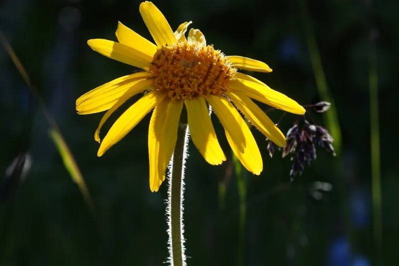 Bottle of arnica oil next to yellow arnica montana flowers