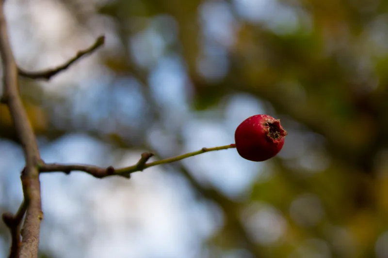 Ripe red rosehip fruit on a branch, the source of rosehip oil
