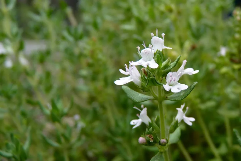 Bottle of thyme essential oil next to fresh sprigs of thyme